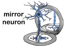 عملکرد نورون‌های آینه‌ای در زندگی 